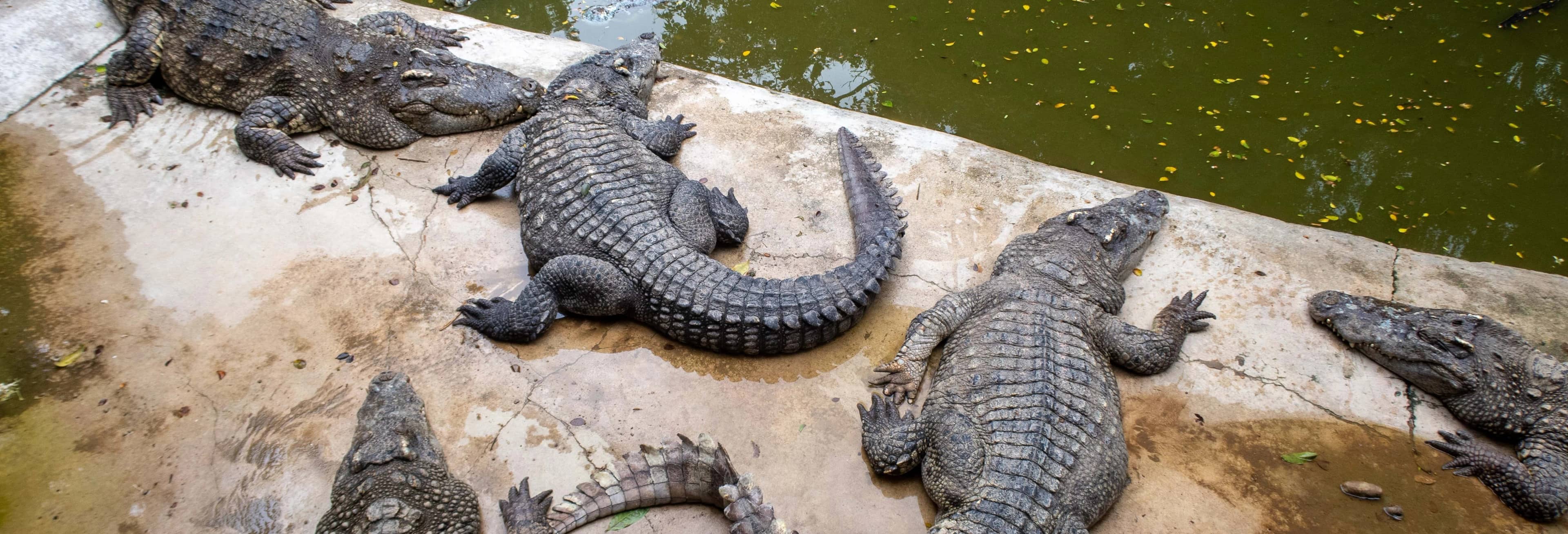 Crocoparc Trip