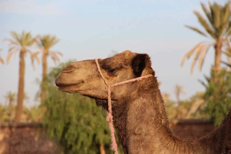 Marrakech Palm Grove Camel Ride - Image 4
