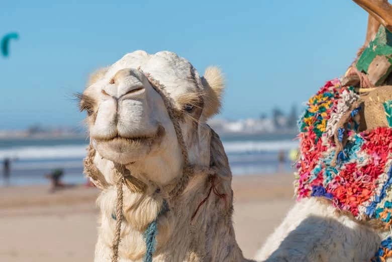 Quad Tour + Camel Ride - Image 5