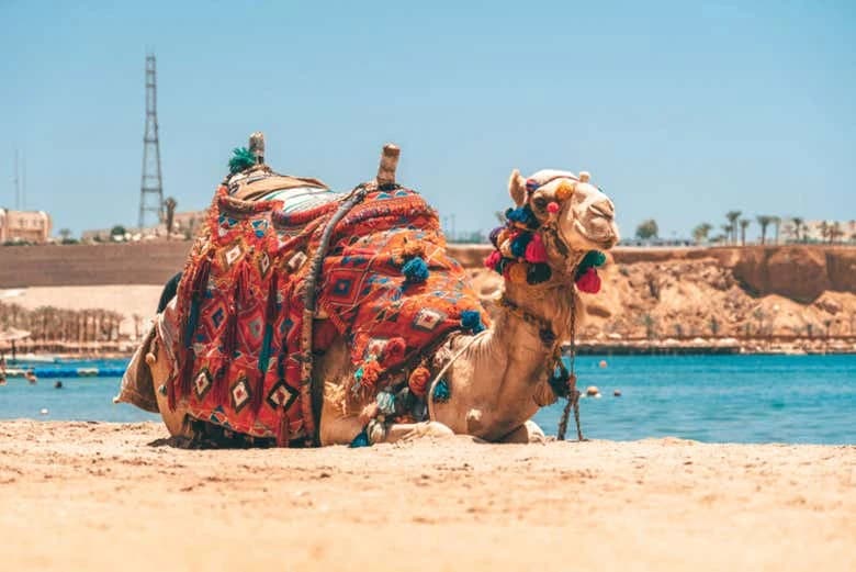 Agadir Camel Ride - Image 3