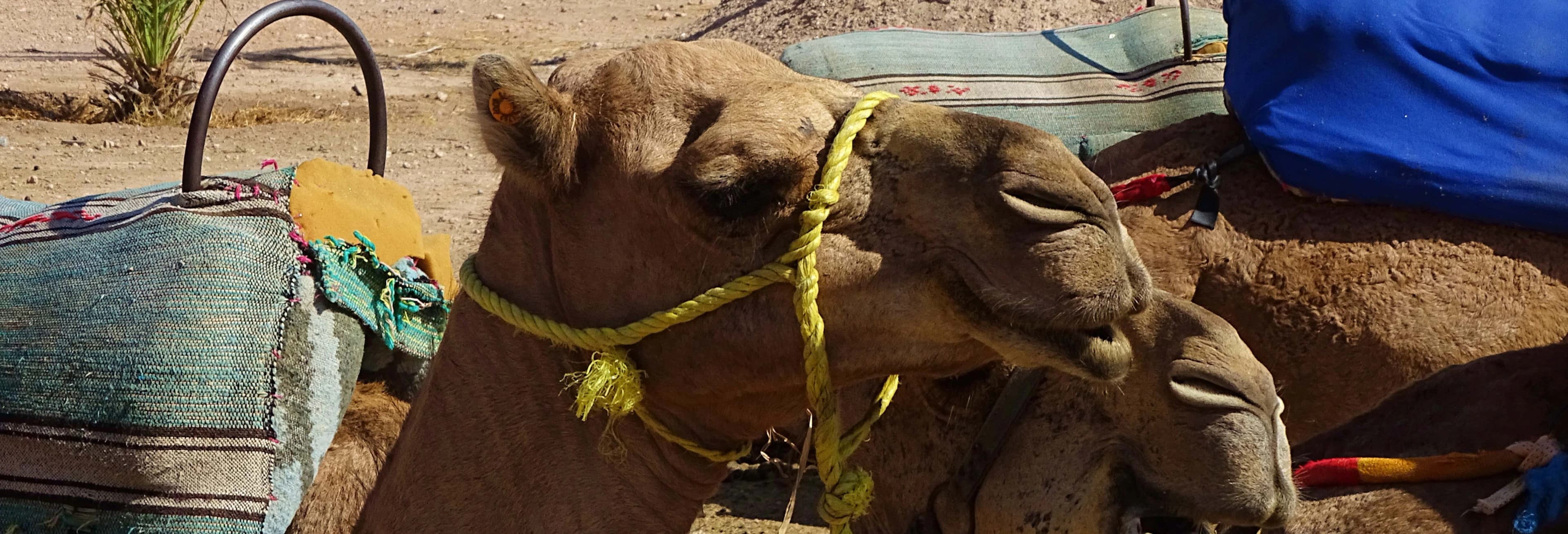 Marrakech Palm Grove Camel Ride - Image 2