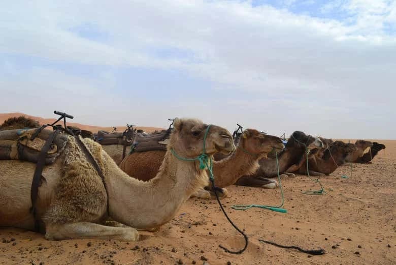 Viaggio di 3 giorni da Merzouga a Fez - Image 4