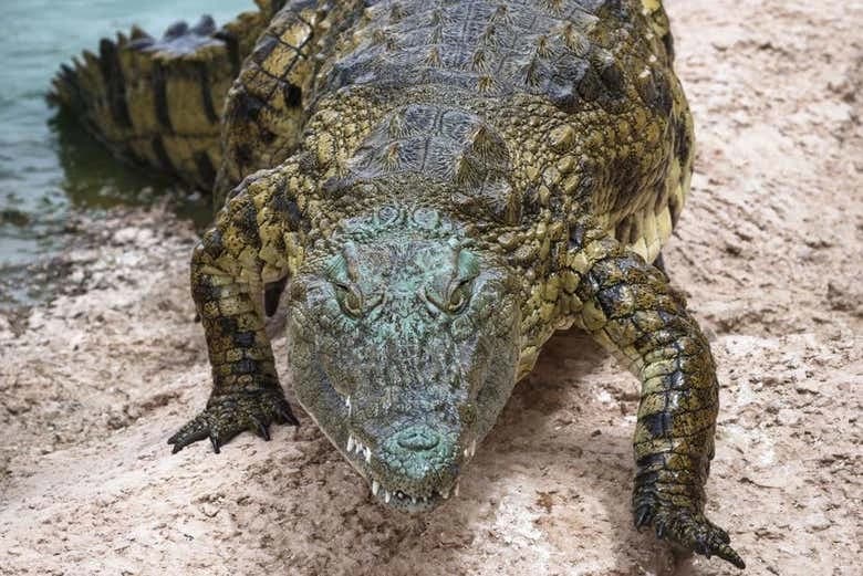 Viaje Crocoparc - Image 3