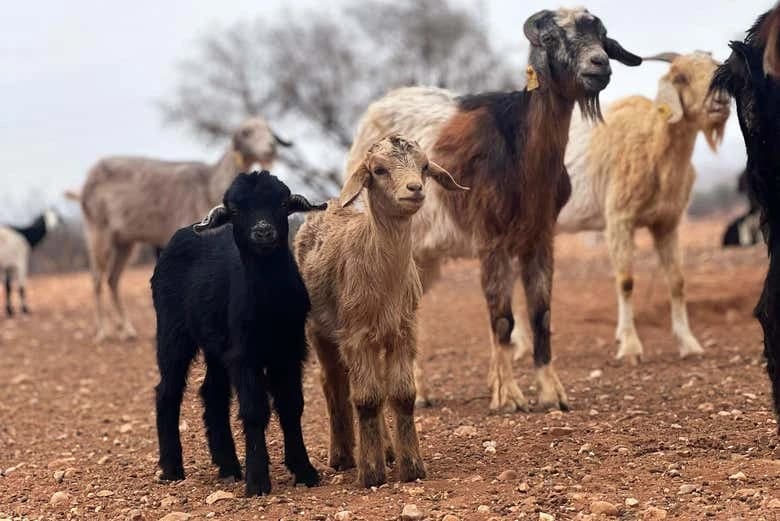 Argan Tree-Climbing Goats Tour - Image 4