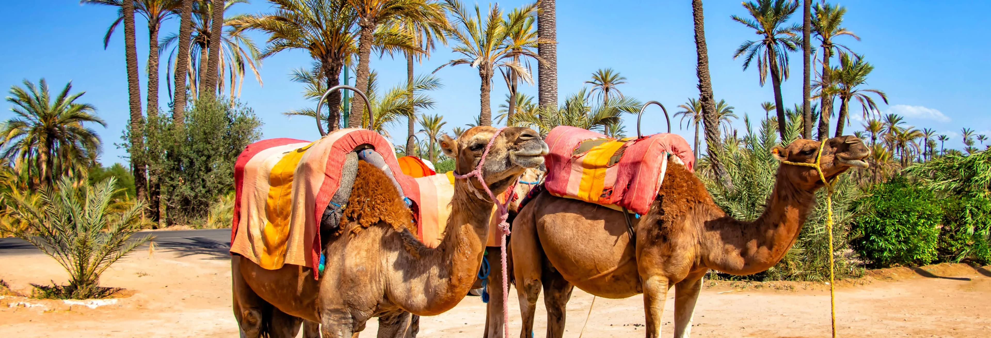 Tour in quad e cammello a Palm Grove - Image 1