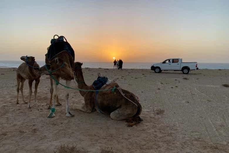 Dakla Camel Ride Experience - Image 4