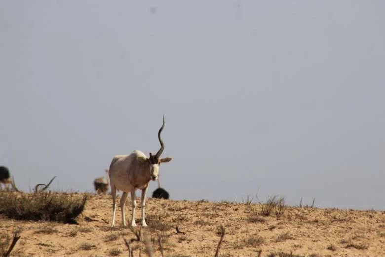 Souss-Massa National Park Day Trip - Image 6