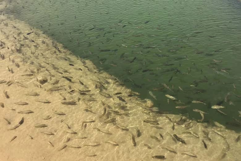 Dajli White Dune 4x4 Private Tour - Image 8