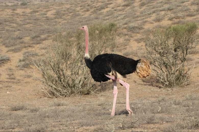 Souss-Massa National Park Day Trip - Image 9