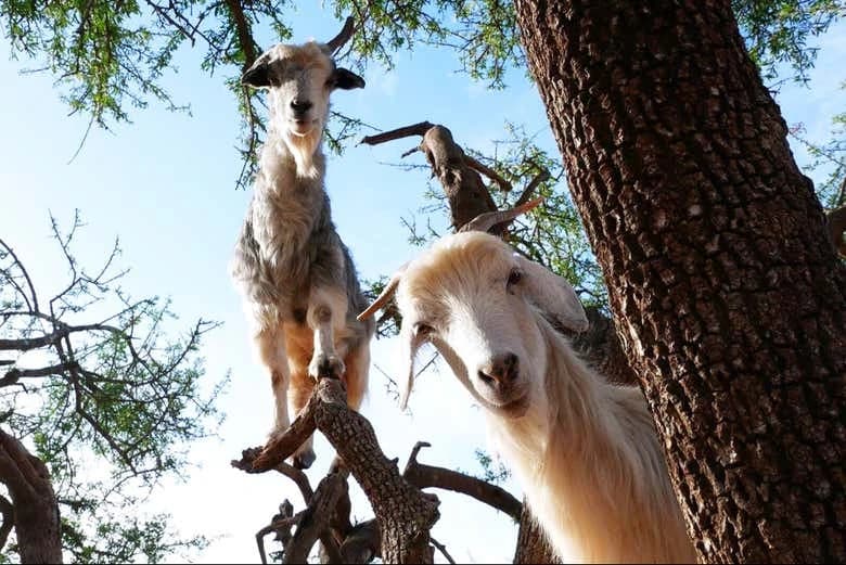 Argan Tree-Climbing Goats Tour - Image 3