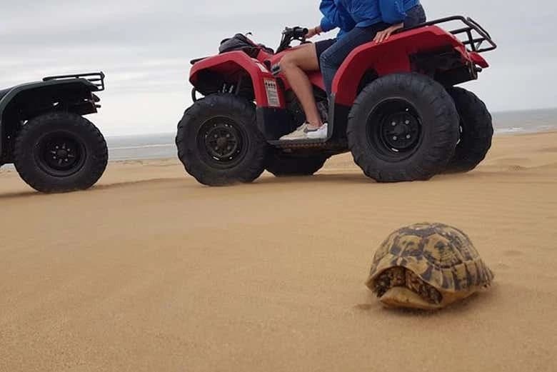 Essaouira Quad Tour - Image 2