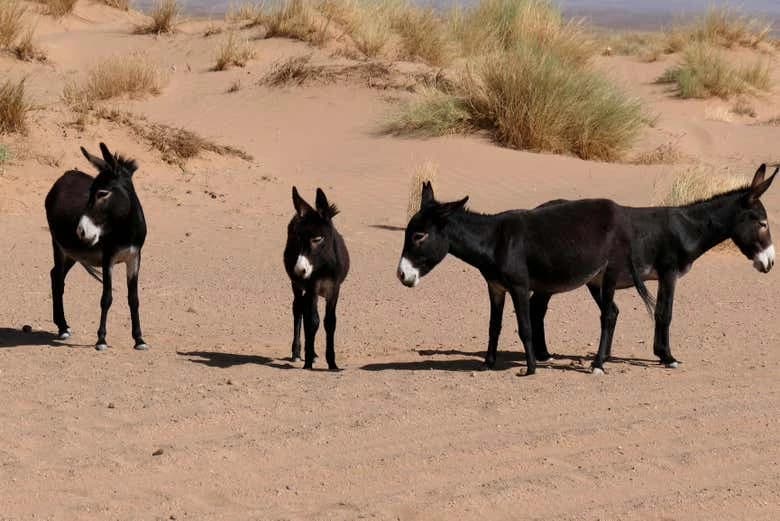 Desert Full-Day Trip - Image 6