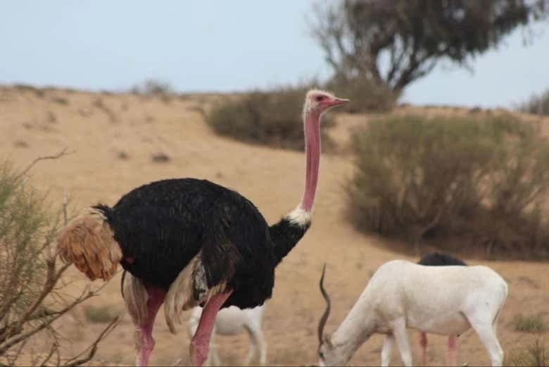 Souss-Massa National Park Day Trip - Image 4