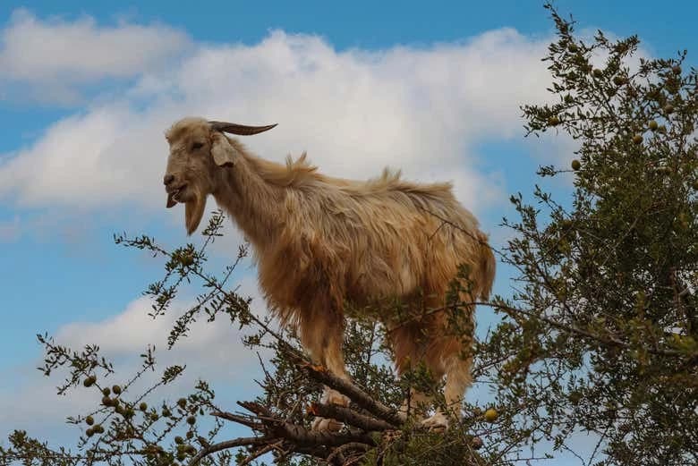 Argan Tree-Climbing Goats Tour - Image 8