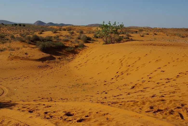 Desert Full-Day Trip - Image 2