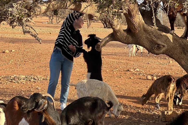 Argan Tree-Climbing Goats Tour - Image 7