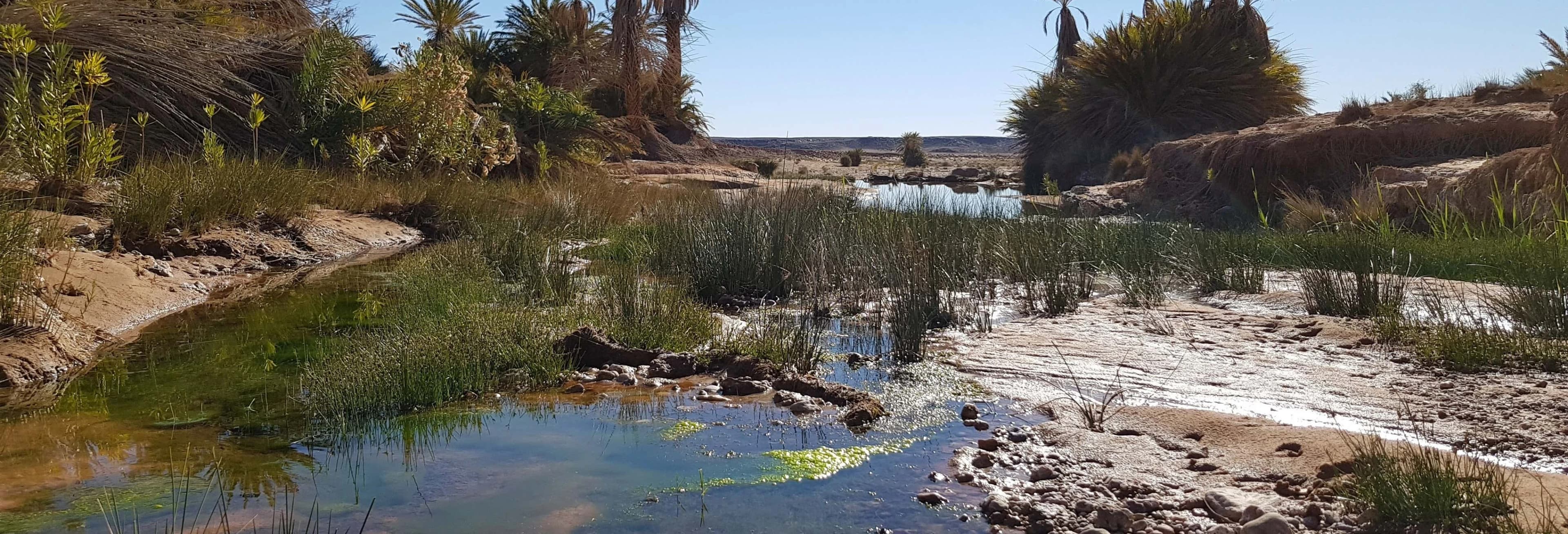 Desert & Erfoud Fossil Quarry Offroading Tour