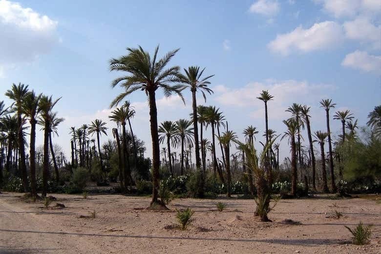 Marrakech Palm Grove Camel Ride - Image 6