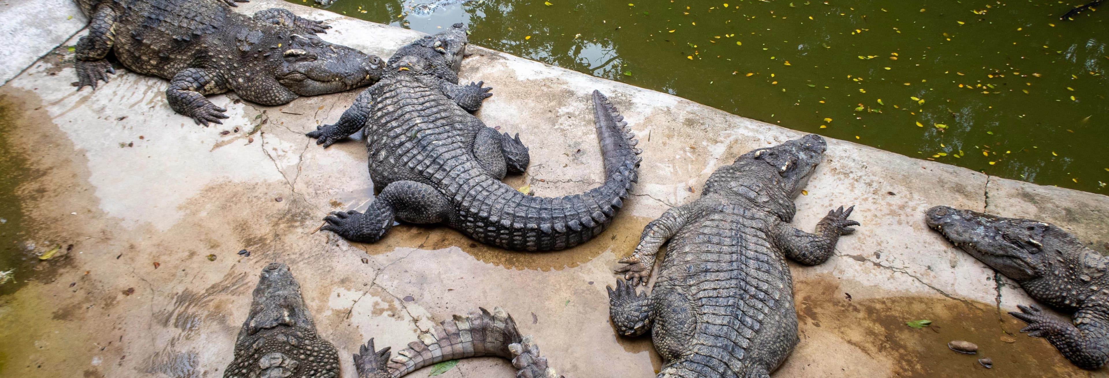 Viaje Crocoparc