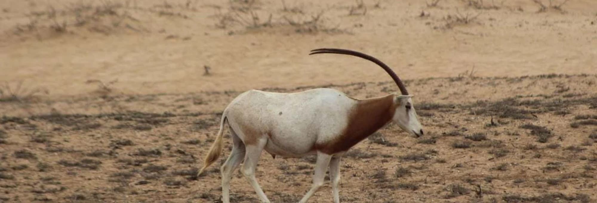 Souss-Massa National Park Day Trip
