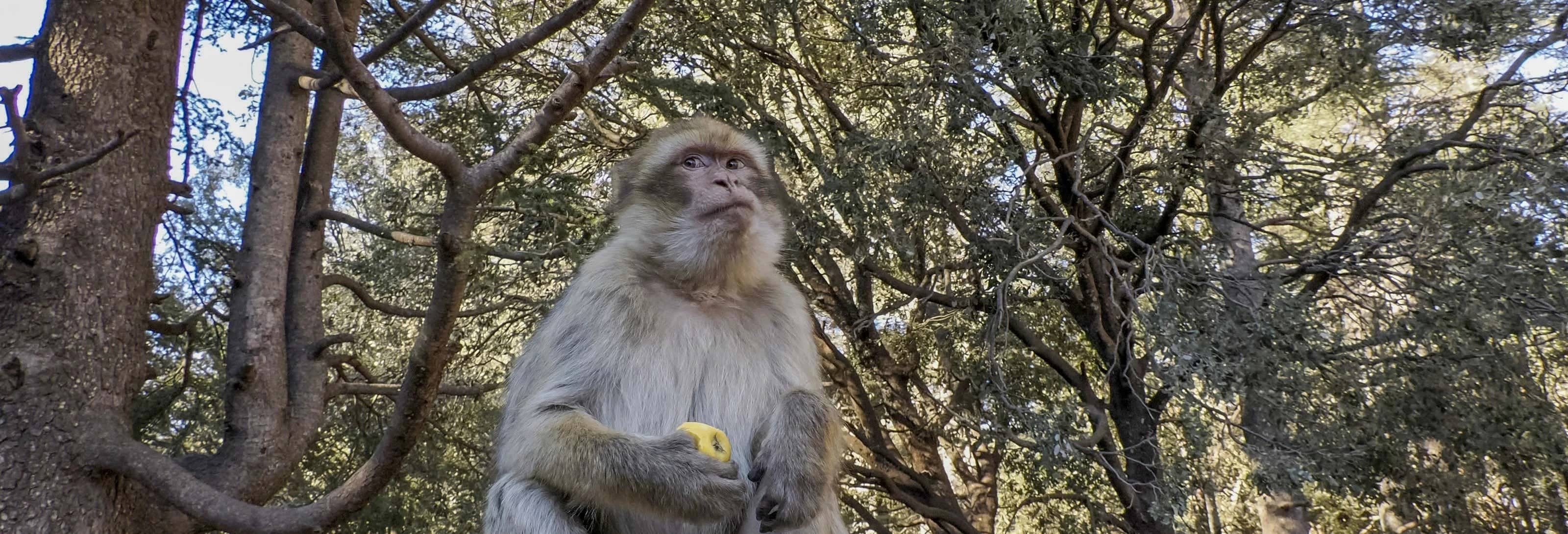 Viaggio privato tra Sefrou, Bhalil, Ifrane e Azrou