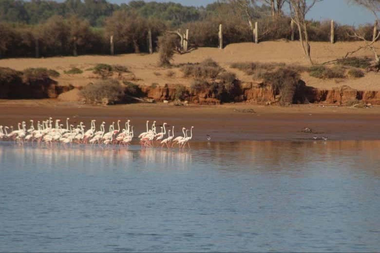 Excursion de la journée du parc national de Souss-Massa