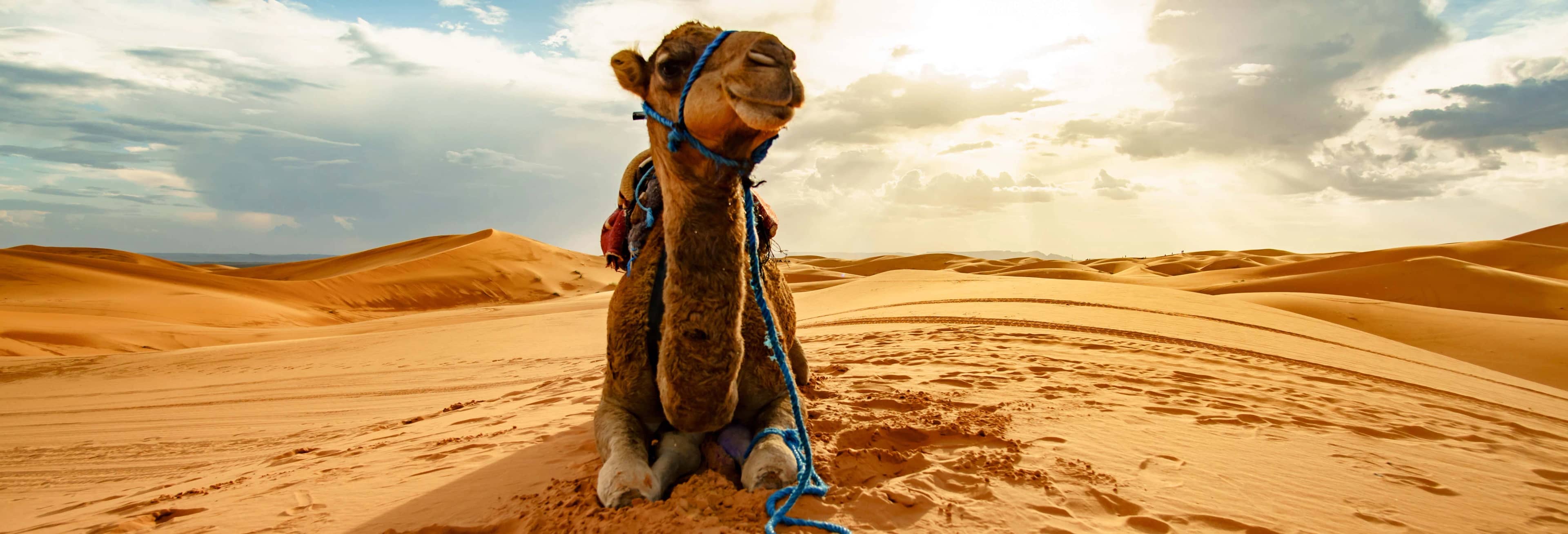 Experiência de Passeio de Camelo em Dakhla