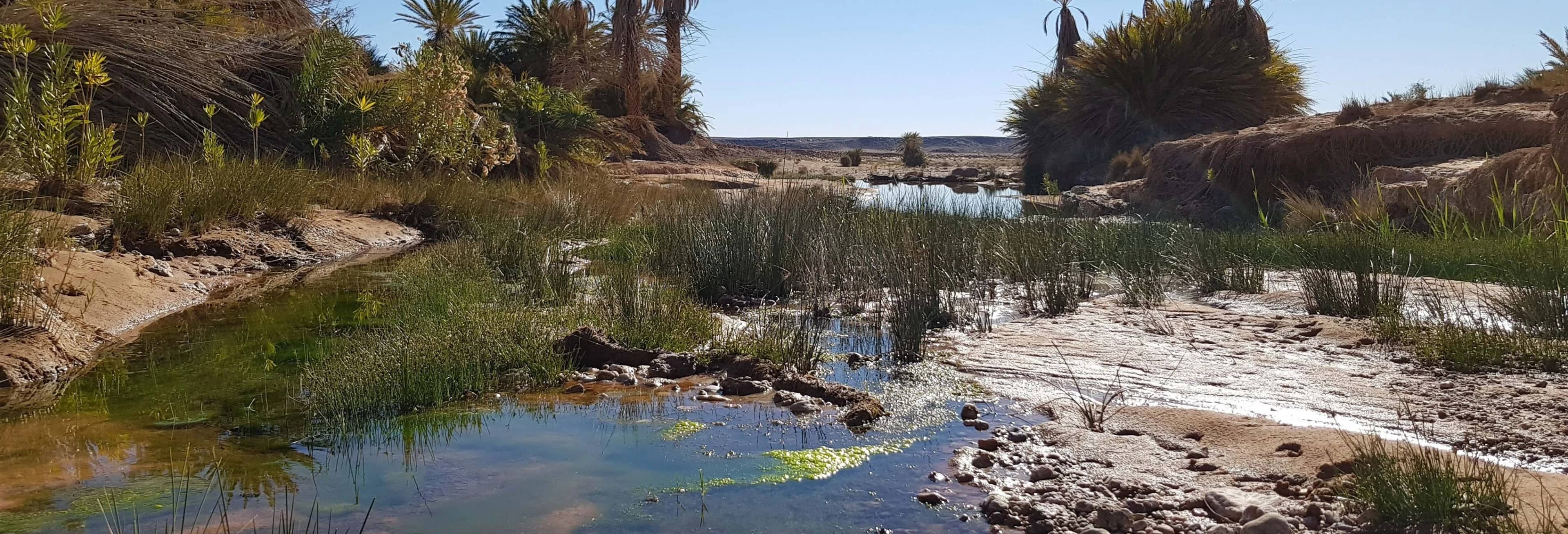 Desert & Erfoud Fossil Quarry Offroading Tour